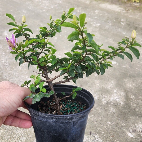 Grewia Bonsai Start - Grown in a 6" Pot