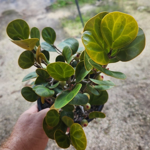 Mistle Toe Fig Bonsai Start / Pre Bonsai - Grown in a 6" Pot