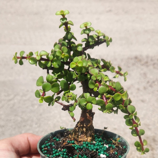 Mini Jade Minima Bonsai Start / Pre Bonsai - Portulacaria afra minima - Grown in a 4" Pot