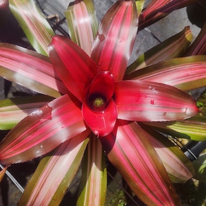 Bromeliad Neoregelia Candelabra - Live Plant