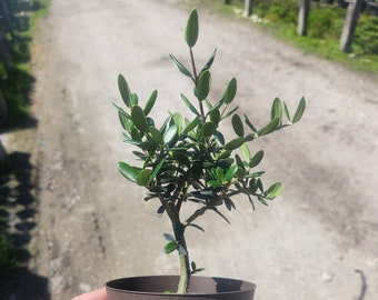 Olea europaea - European Olive - Bonsai Start / Pre Bonsai - Live Plant