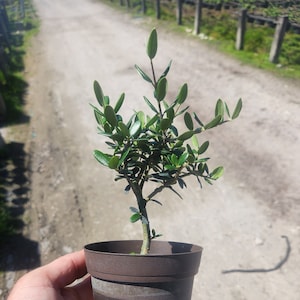 Olea europaea - European Olive - Bonsai Start / Pre Bonsai - Live Plant