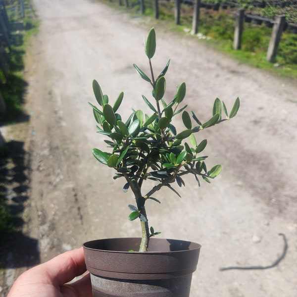 European Olive - Olea europaea - Bonsai Start / Pre Bonsai Grown in a 4" Pot