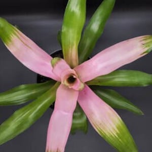 Bromeliad Neoregelia Cotton Candy - Live Plant