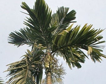 Areca catechu - Betelnut Palm - Grown in a 1 Gallon Pot