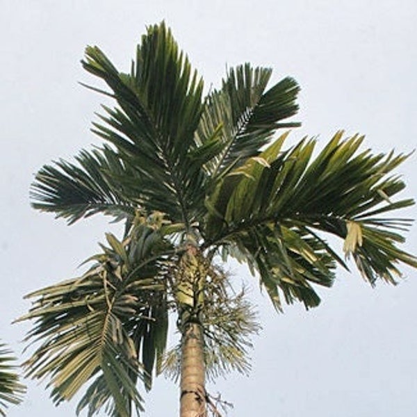 Areca catechu - Betelnut Palm - Grown in a 1 Gallon Pot