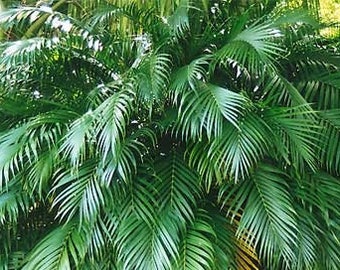 Chamaedorea cataractarum - Cat Palm - Grown in a 3 Gallon Pot