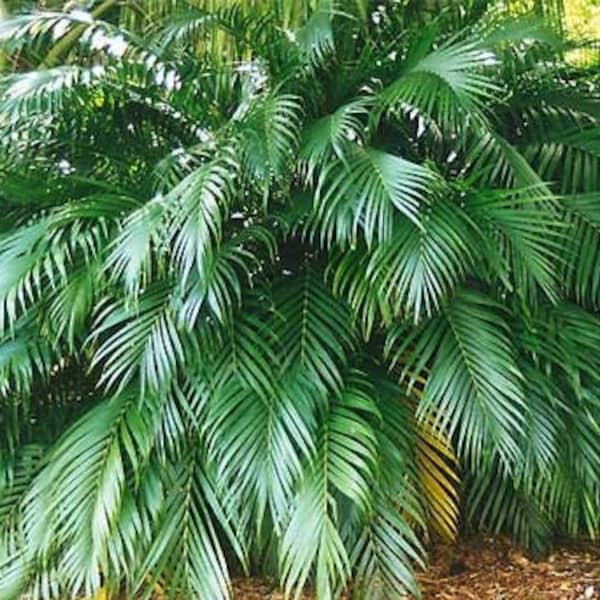 Chamaedorea cataractarum - Cat Palm - Grown in a 3 Gallon Pot