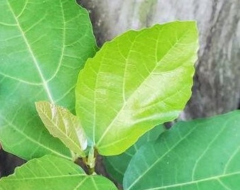 Ficus sur - Broom Cluster Fig - Cape Fig Grown in a 6" Pot