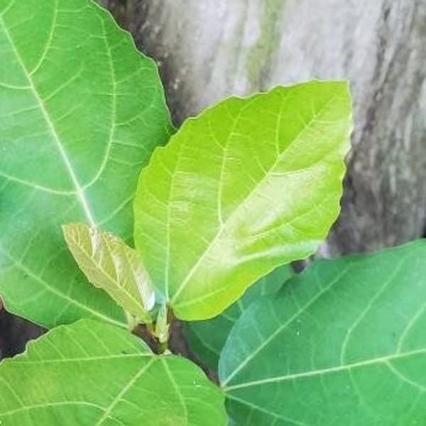 Ficus sur - Broom Cluster Fig - Cape Fig Grown in a 6" Pot