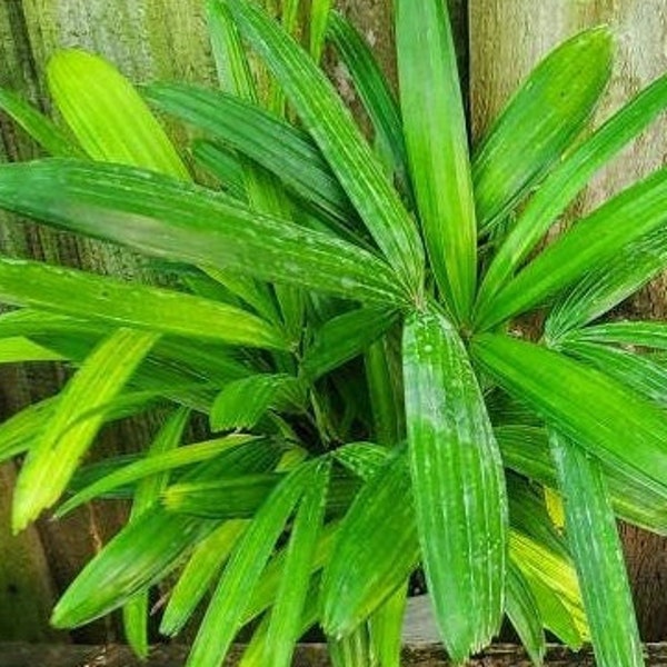 Rhapis Excelsa Lady Palm 6" Live Plant