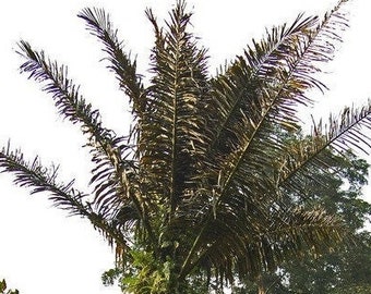 Arenga pinnata - Sugar Palm - Grown in a 3 Gallon Pot