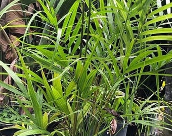 Heterospathe elata - Sagisi Palm