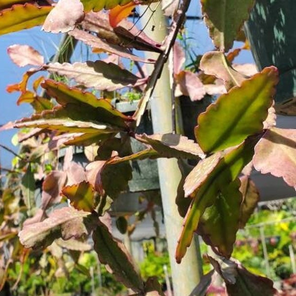 Rhipsalis pachyptera CUTTING