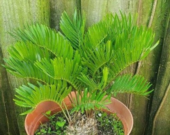 Coontie Palm - Zamia Pumila - Atala Butterfly - Florida Native Cycad