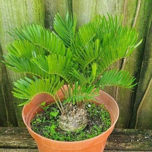 Coontie Palm Zamia Pumila Atala Butterfly Florida Native Cycad Bild 1