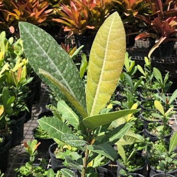 Mangosteen Tree Etsy