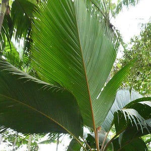 Phoenicophorium borsigianum - Live Plant