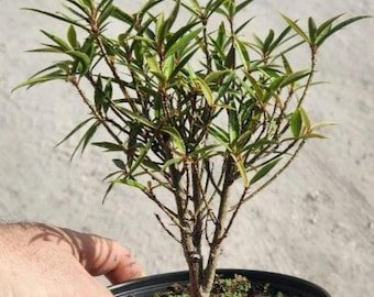 Ficus Nerifolia - Willow Leaf - Bonsai Start / Pre Bonsai - Live Plant