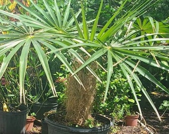 Old Man Palm - Coccothrinax crinita - 15 Gallon Pot - LOCAL PICKUP