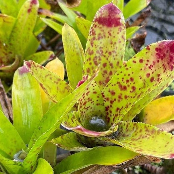 Neoregelia Cheers Bromeliad