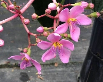 Medinilla apoensis