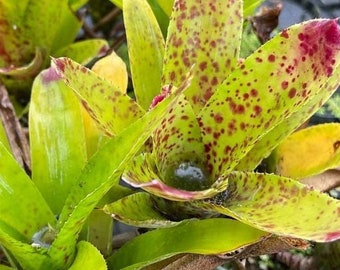 Neoregelia Cheers Bromeliad