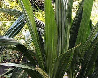 Syagrus schizophylla - Parrot Palm Grown in a 7 Gallon Pot