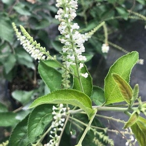 Aloysia virgata - Sweet Almond Verbena - Incense Bush - Sweet Almond Bush - 1 Gallon Pot