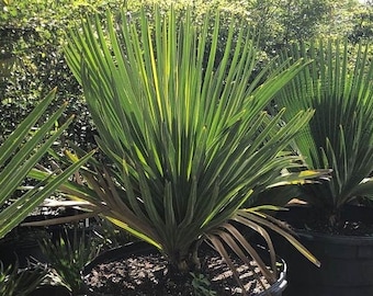 Copernicia macroglossa - Cuban Petticoat - 25 Gallon Pot - LOCAL PICKUP - US Grown