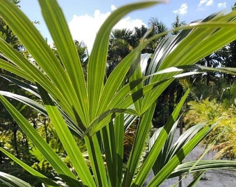 Thrinax radiata - Florida Thatch Palm - 1 Gallon Pot