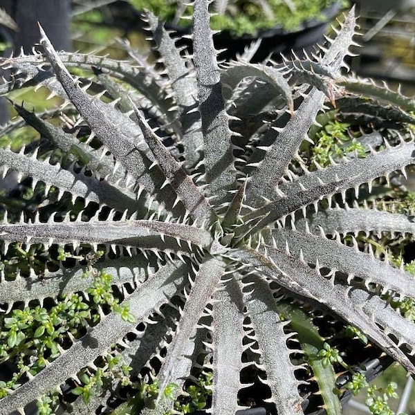 Dyckia Pale Rider Bromeliad 6" Pot