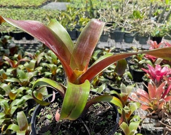 Alcantarea Julietta Bromeliad Vriecantarea