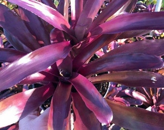 Neoregelia Granada Bromeliad