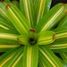 see more listings in the Bromeliads section