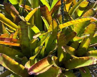 Neoregelia Multiple mig Bromeliad