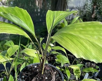 Ruffle Palm - Aiphanes aculeata - Coyure Palm - Grown in a 3 Gallon Pot
