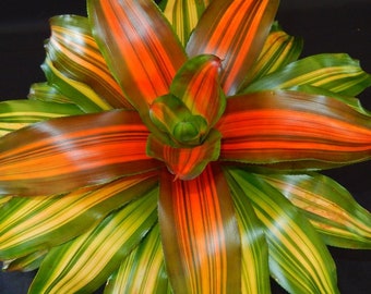 Bromeliad Neoregelia Orange Crush