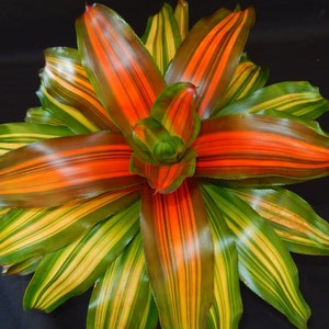 Bromeliad Neoregelia Orange Crush