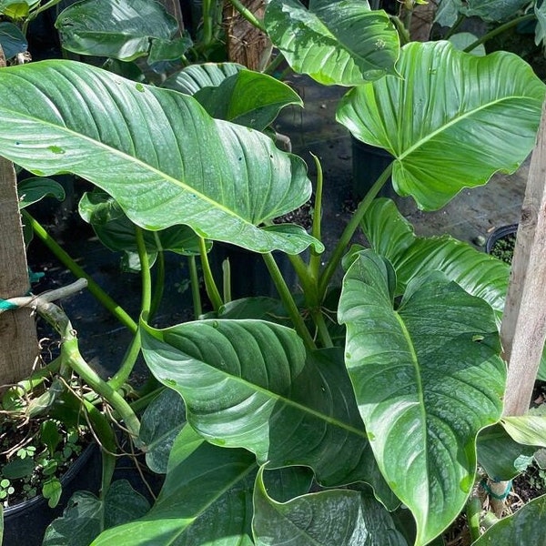 Philodendron Ecuador Tenue Grown in a 3 Gallon Pot