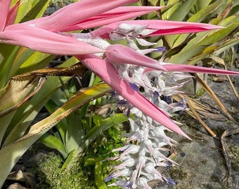 Ursulaea macvaughii Bromeliad Grown in a 7 Gallon Pot