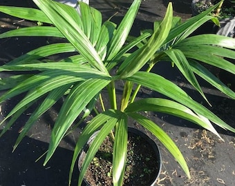 Kentia Palm - Howea forsteriana Grown in a 3 Gallon Pot