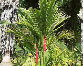 Cyrtostachys renda - Red lipstick palm - Red sealing wax palm 3 Gallon Pot