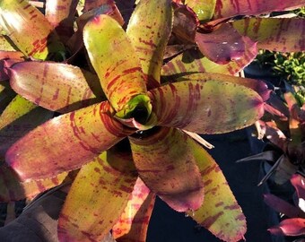 Neoregelia Lamberts Pride Bromeliad