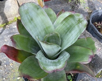 Aechmea Star of Linda Bromeliad 3 Gallon