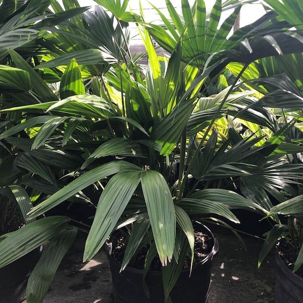 Chinese Fan Palm Etsy