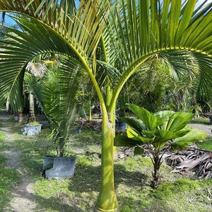 Carpoxylon macrospermum Aneityum Palm Carpoxylon Palm Elegant Palm Grown in a 15 Gallon Pot image 2