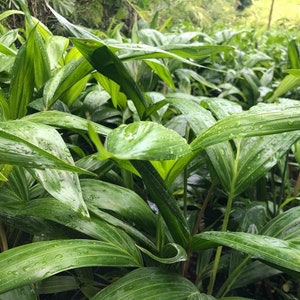 Dypsis pembana Palm Grown in a 6" Pot