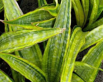 Sansevieria Lauren Grown in a 3 Gallon Pot - Snake Plant - Mother in Law's Tongue - Bowstring hemp