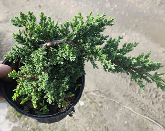 Juniper - Procumbens nana - Grown in an 6" Pot